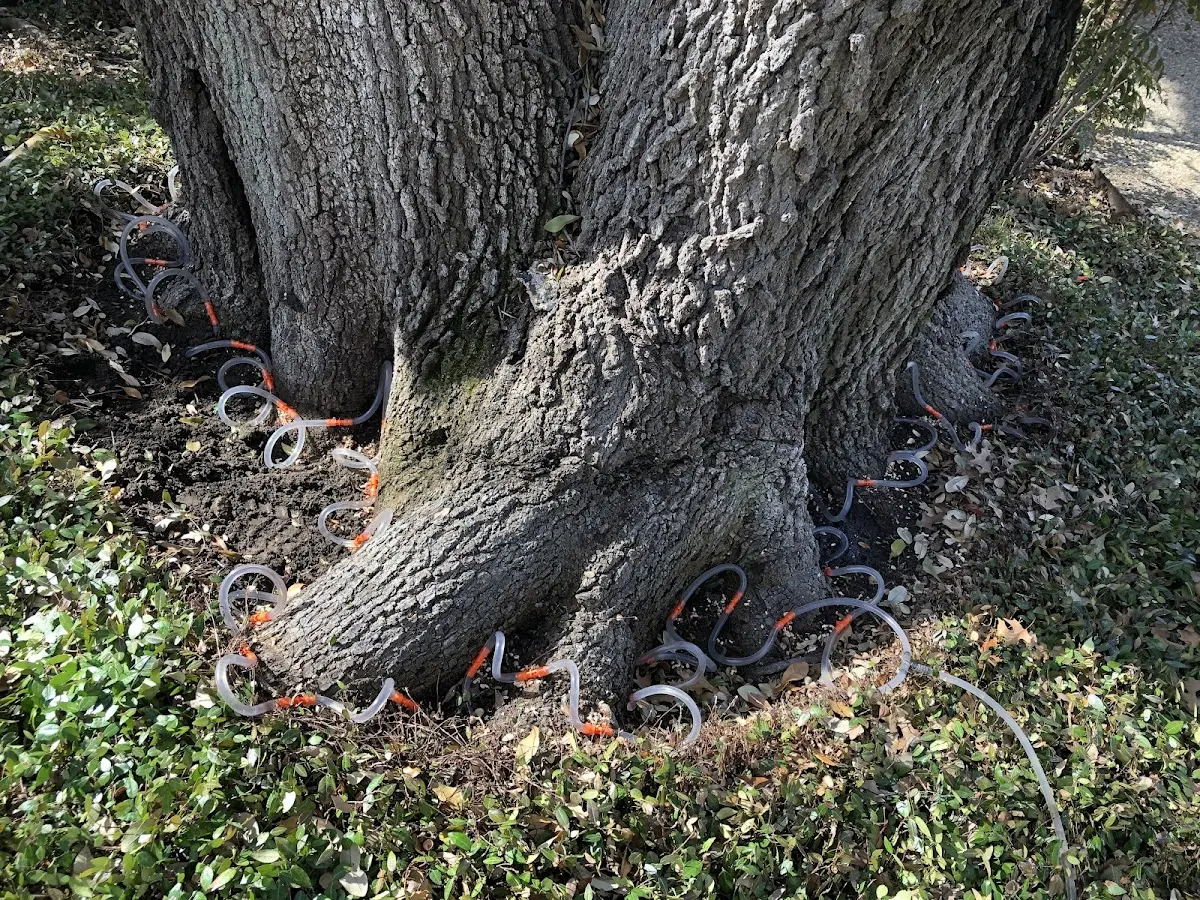 Detailed Tree Cabling and Bracing job site in Arroyo Hondo