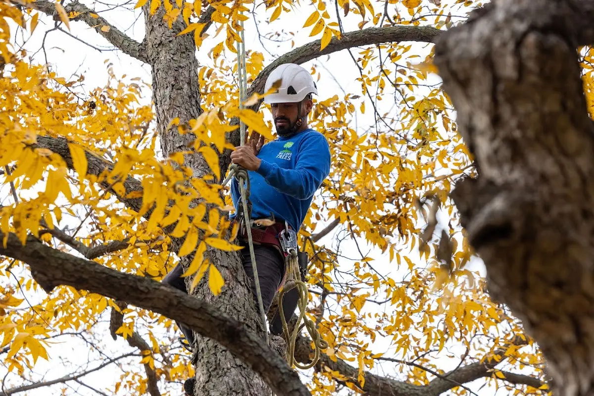 Skilled Tree Planting crew working in Arroyo Hondo